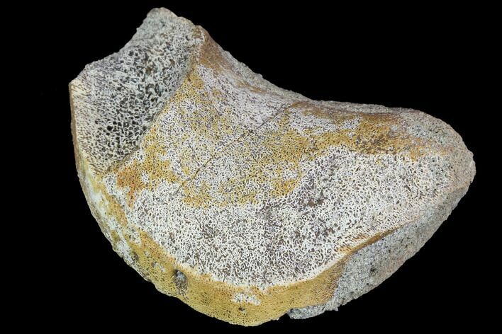 Hadrosaur (Duck-Billed Dinosaur) Toe Bone - North Dakota #88737